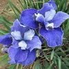 'Painted Desert' Siberian Iris -Garden Plants Store iris painted desert 1