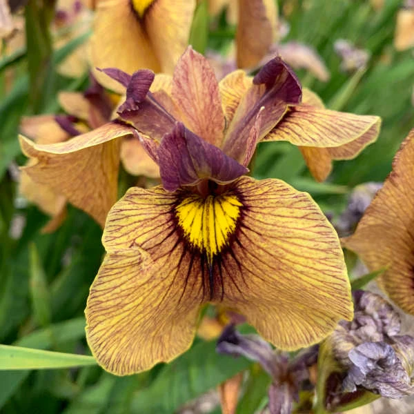 'Yarai' Iris 3 'Yarai' Iris
