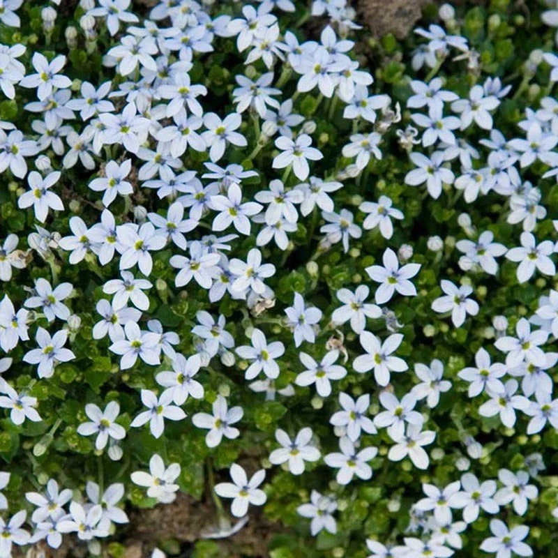 Blue Star Creeper (Isotoma Fluviatilis) 5 Blue Star Creeper (Isotoma Fluviatilis) - Image 3
