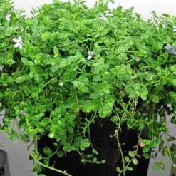 Blue Star Creeper (Isotoma Fluviatilis) 14 Blue Star Creeper (Isotoma Fluviatilis) -Garden Plants Store isotoma fluviatilis blue star creeper 4