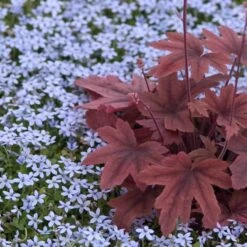 Blue Star Creeper (Isotoma Fluviatilis) 16 Blue Star Creeper (Isotoma Fluviatilis) -Garden Plants Store isotoma fluviatilis blue star creeper 6