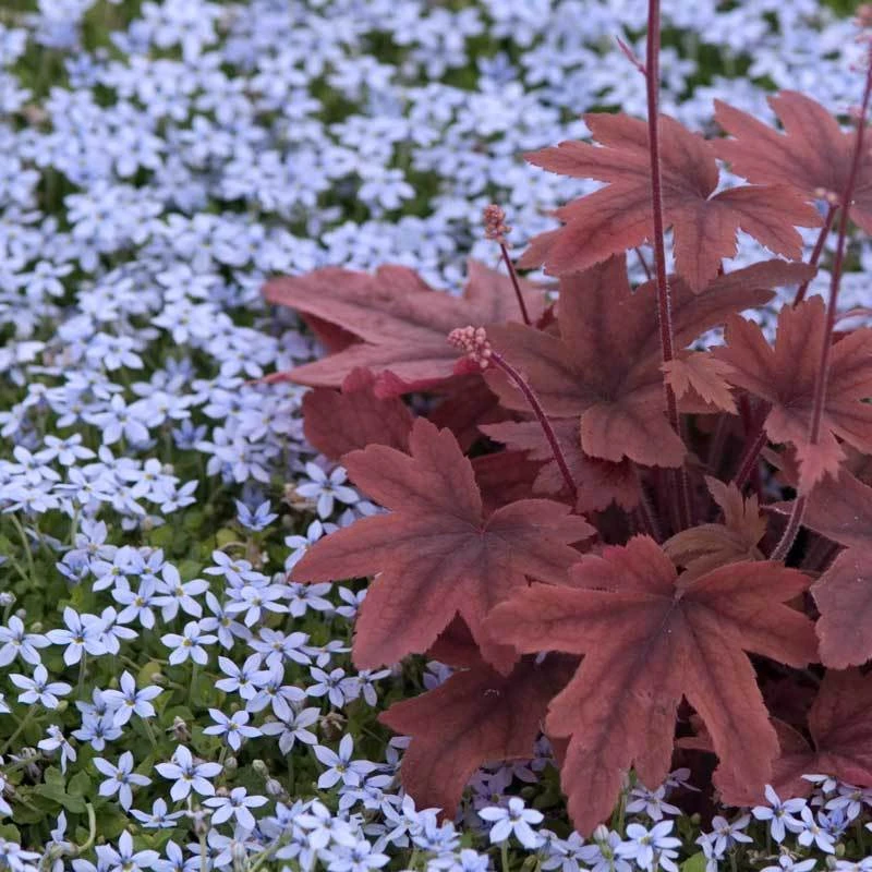 Blue Star Creeper (Isotoma Fluviatilis) 8 Blue Star Creeper (Isotoma Fluviatilis) - Image 6