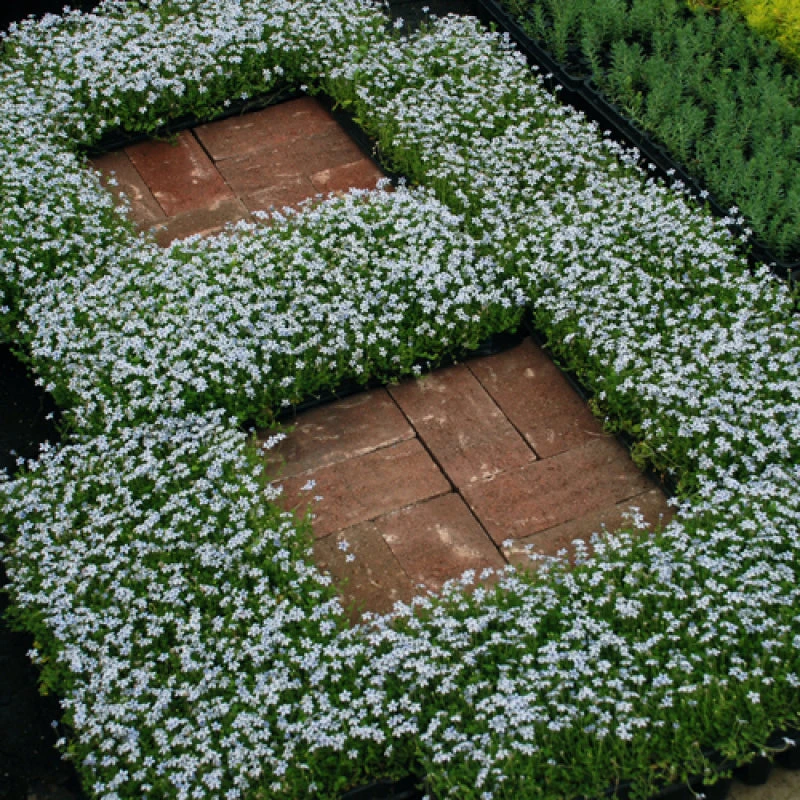 Blue Star Creeper (Isotoma Fluviatilis) 10 Blue Star Creeper (Isotoma Fluviatilis) - Image 8