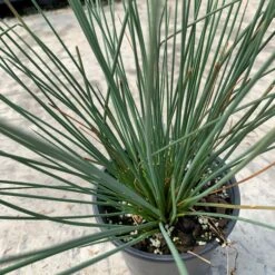 'Blue Arrows' Rush -Garden Plants Store juncus blue arrows 3