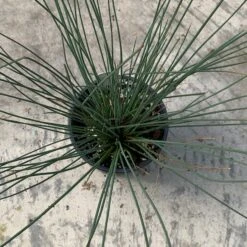 'Blue Arrows' Rush -Garden Plants Store juncus blue arrows 4
