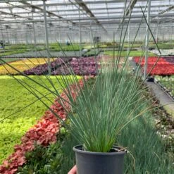 'Blue Arrows' Rush -Garden Plants Store juncus blue arrows 5