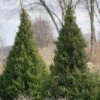 Gin Fizz® Juniper -Garden Plants Store juniperus gin fizz 1 sw
