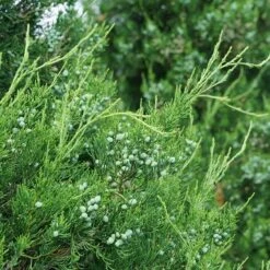 Gin Fizz® Juniper 9 Gin Fizz® Juniper -Garden Plants Store juniperus gin fizz 3 sw