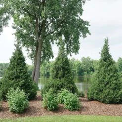 Gin Fizz® Juniper 10 Gin Fizz® Juniper -Garden Plants Store juniperus gin fizz 4 sw