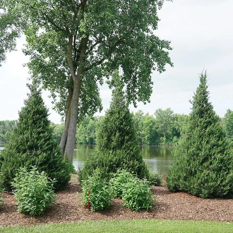 Gin Fizz® Juniper 6 Gin Fizz® Juniper - Image 4