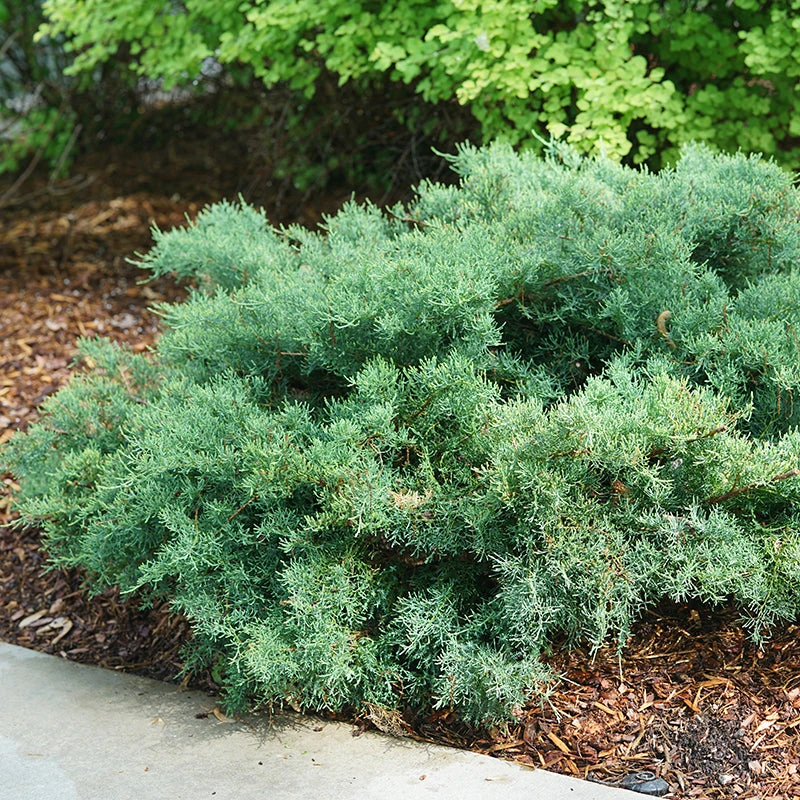 Montana Moss® Juniper 3 Montana Moss® Juniper
