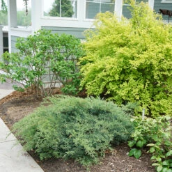 Montana Moss® Juniper 8 Montana Moss® Juniper -Garden Plants Store juniperus montana moss 3
