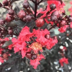 Center Stage® Red Crapemyrtle -Garden Plants Store lagerstroemia center stage red 3 sw