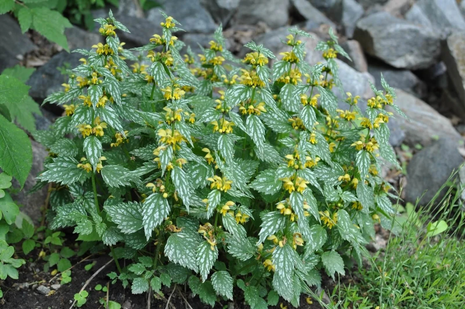 'Hermann's Pride' Spotted Dead-Nettle 4 'Hermann's Pride' Spotted Dead-Nettle - Image 2