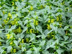 'Hermann's Pride' Spotted Dead-Nettle 7 'Hermann's Pride' Spotted Dead-Nettle -Garden Plants Store lamiastrum hermanns pride 4 sw