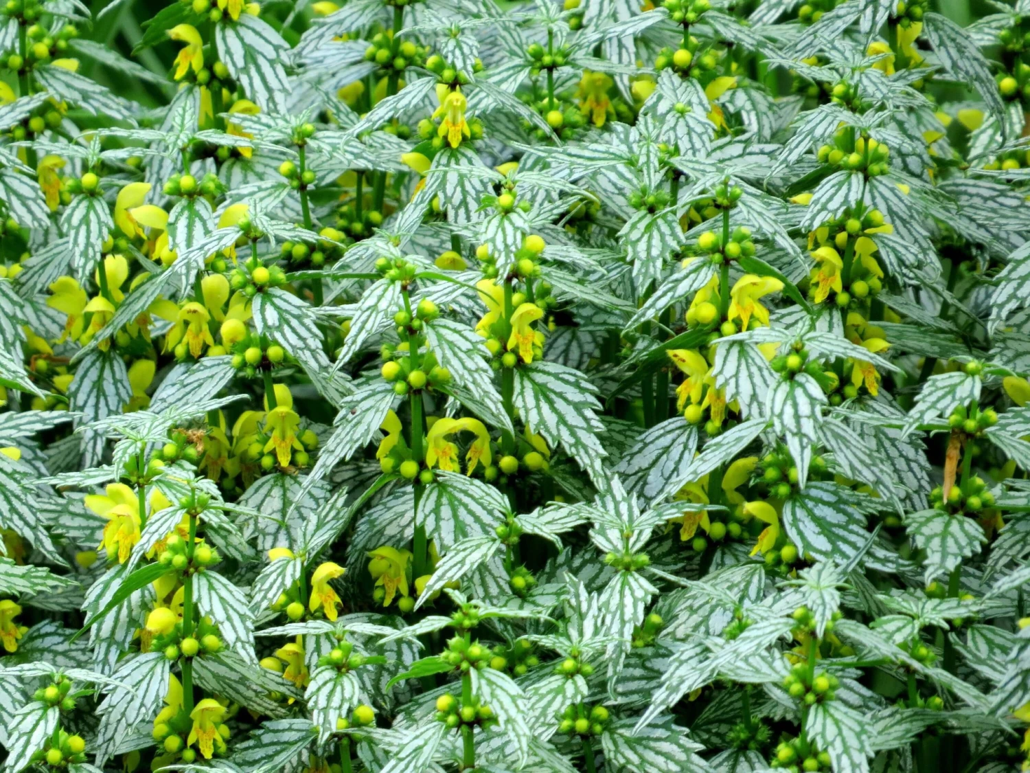 'Hermann's Pride' Spotted Dead-Nettle 5 'Hermann's Pride' Spotted Dead-Nettle - Image 3