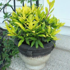 Sicilian Sunshine® Bay Laurel -Garden Plants Store laurus sicilian sunshine 3