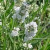 'Ellagance Ice' Lavender -Garden Plants Store lavandula ellagance Ice 1 sw