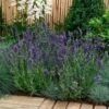 'Ellagance Purple' Lavender -Garden Plants Store lavandula ellagance purple 2 sw