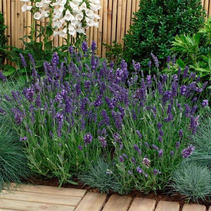 'Ellagance Purple' Lavender 3 'Ellagance Purple' Lavender