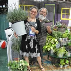 Phenomenal® Lavender -Garden Plants Store lavender phenomenal 3