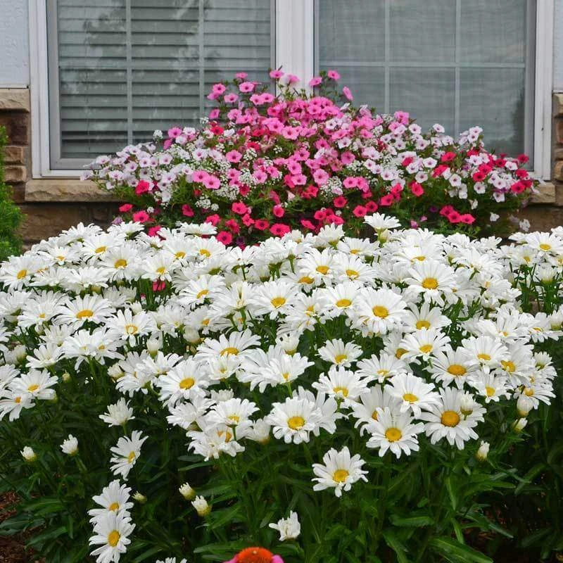 Amazing Daisies® Daisy May® Shasta Daisy 3 Amazing Daisies® Daisy May® Shasta Daisy