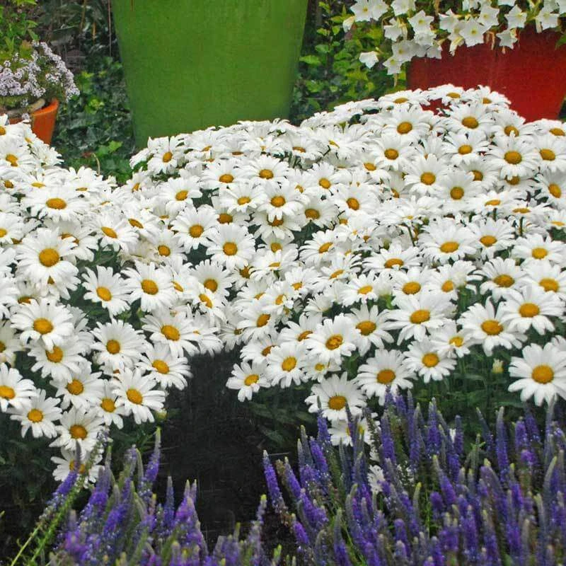 Amazing Daisies® Daisy May® Shasta Daisy 4 Amazing Daisies® Daisy May® Shasta Daisy - Image 2