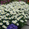'Snowcap' Shasta Daisy 2 'Snowcap' Shasta Daisy -Garden Plants Store leucanthemum snowcap shasta daisy 1
