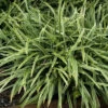 Silver Dragon Variegated Lilyturf 1 Silver Dragon Variegated Lilyturf -Garden Plants Store liriope silver dragon 1