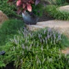 Lilyturf 1 Lilyturf -Garden Plants Store liriope spicata 1