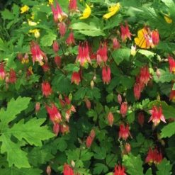 'Little Lanterns' Columbine -Garden Plants Store little lantern aquilegia