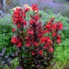 'Vulcan Red' Cardinal Flower 2 'Vulcan Red' Cardinal Flower -Garden Plants Store lobelia vulcan red 1
