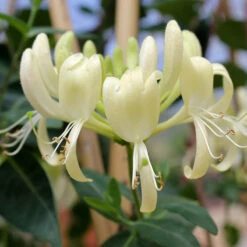 'Scentsation' Honeysuckle Vine -Garden Plants Store lonicera scentsation honeysuckle 4