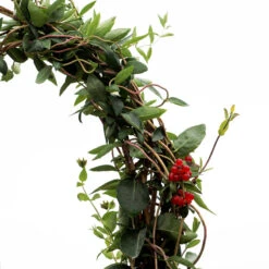 'Scentsation' Honeysuckle Vine -Garden Plants Store lonicera scentsation honeysuckle 5