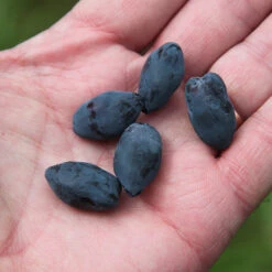 Yezberry Honey Bunch® Japanese Haskap -Garden Plants Store lonicera yezberry honey bunch 3 P