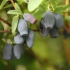 Yezberry® Maxie™ Japanese Haskap -Garden Plants Store lonicera yezberry maxie 1 P