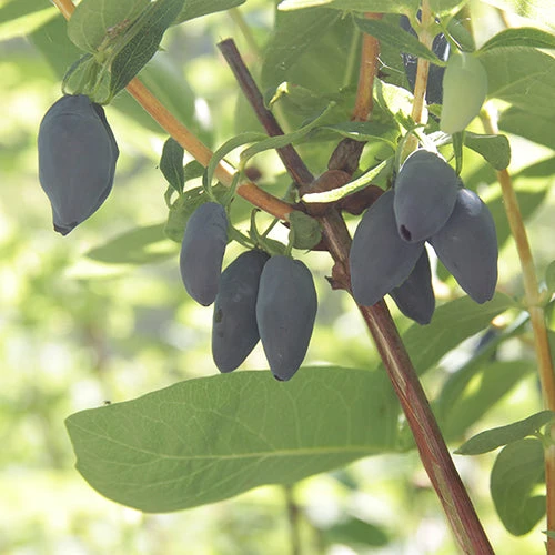 Yezberry® Maxie™ Japanese Haskap 4 Yezberry® Maxie™ Japanese Haskap - Image 2