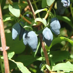 Yezberry® Maxie™ Japanese Haskap 7 Yezberry® Maxie™ Japanese Haskap -Garden Plants Store lonicera yezberry maxie 3 P