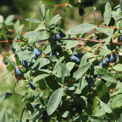 Yezberry Sugar Pie® Japanese Haskap -Garden Plants Store lonicera yezberry sugar pie 2 P