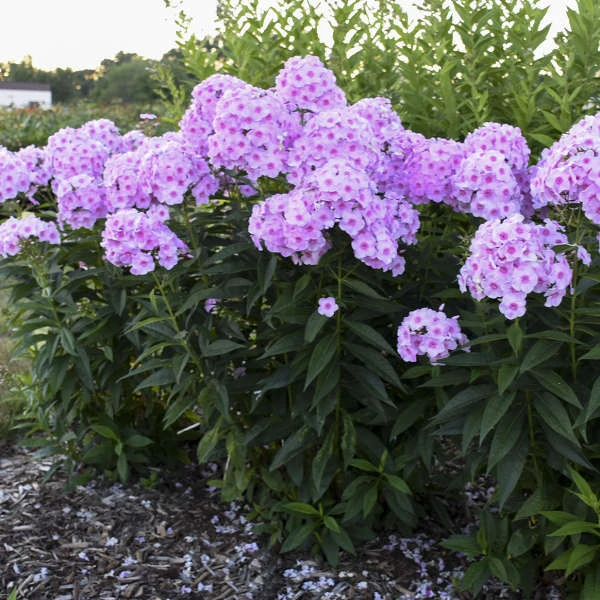Luminary™ 'Opalescence' Phlox 4 Luminary™ 'Opalescence' Phlox - Image 2