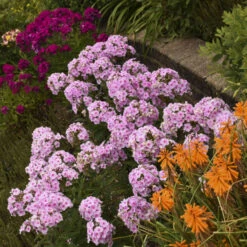 Luminary™ 'Opalescence' Phlox 9 Luminary™ 'Opalescence' Phlox -Garden Plants Store luminary opalescence phlox 3