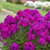 Luminary™ 'Ultraviolet' Tall Garden Phlox 1 Luminary™ 'Ultraviolet' Tall Garden Phlox -Garden Plants Store luminary ultraviolet phlox 1