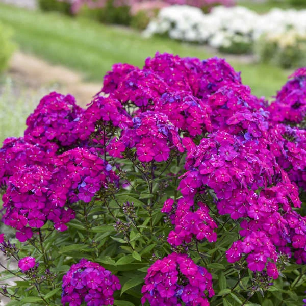Luminary™ 'Ultraviolet' Tall Garden Phlox 3 Luminary™ 'Ultraviolet' Tall Garden Phlox