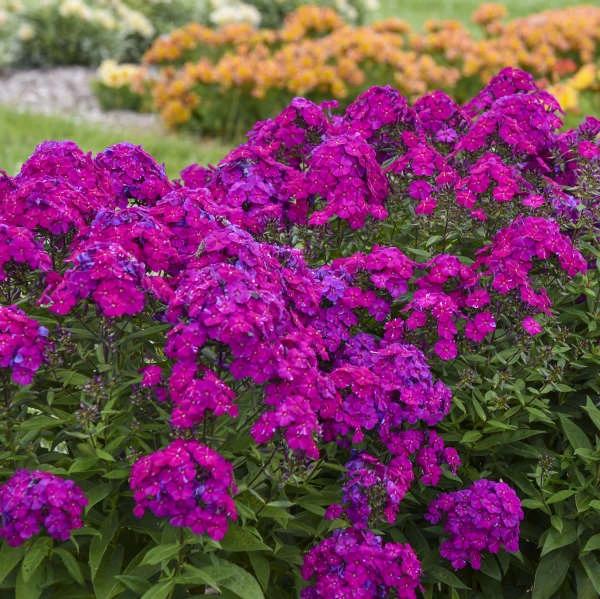 Luminary™ 'Ultraviolet' Tall Garden Phlox 4 Luminary™ 'Ultraviolet' Tall Garden Phlox - Image 2