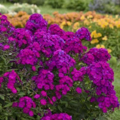 Luminary™ 'Ultraviolet' Tall Garden Phlox 9 Luminary™ 'Ultraviolet' Tall Garden Phlox -Garden Plants Store luminary ultraviolet phlox 3