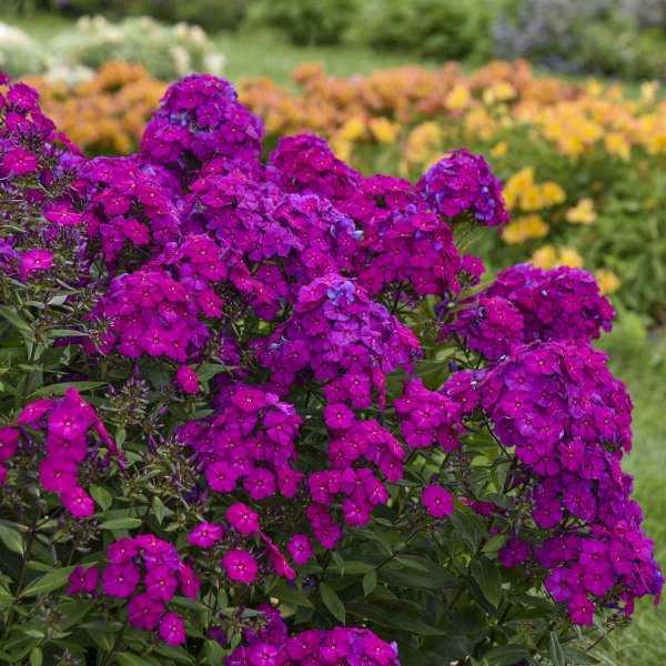 Luminary™ 'Ultraviolet' Tall Garden Phlox 5 Luminary™ 'Ultraviolet' Tall Garden Phlox - Image 3