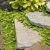 Yellow Creeping Jenny -Garden Plants Store lysimachia aurea creeping jenny 1