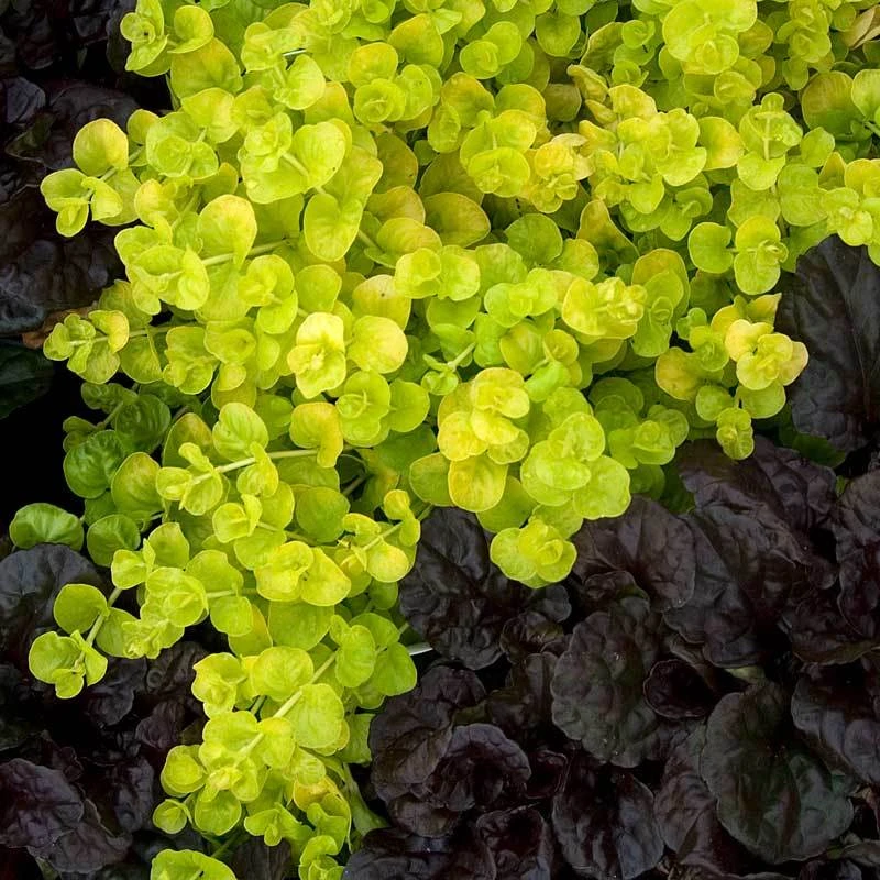 Yellow Creeping Jenny 4 Yellow Creeping Jenny - Image 2