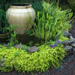 Yellow Creeping Jenny 12 Yellow Creeping Jenny -Garden Plants Store lysimachia aurea creeping jenny 3