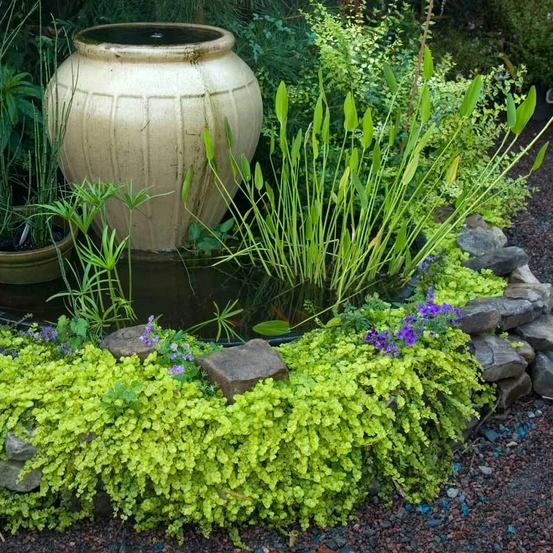 Yellow Creeping Jenny 5 Yellow Creeping Jenny - Image 3